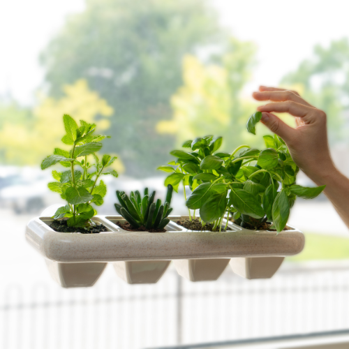 Eco-Friendly Wheat Fiber No Plastic Planter